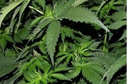 Medicinal cannabis to be treatment option in Queensland 'within weeks'