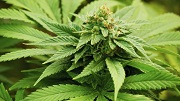VIC State Parliament approves legalisation of medicinal cannabis