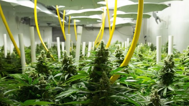 cannabis grown hydroponically