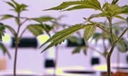 cannabis_plants_small.JPG