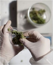 Medicinal Marijuana - Cannabis
