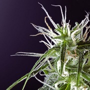  Silver Haze cannabis (c) Sebastian Marincolo 
