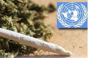 united nations for cannabis