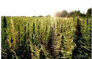 Malawi Legalizes Industrial Hemp