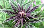 beautiful cannabis flower