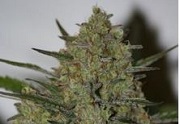 drug tests