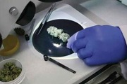 Biotech: A Brave New Cannabis World