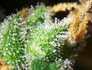 cannabis trichomes