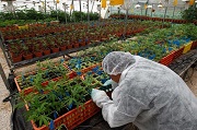 cannabis farm indoor