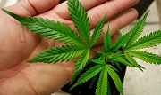 cannabis leaf resting on hand