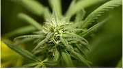 University of Vermont Offering Course on Cannabis Science