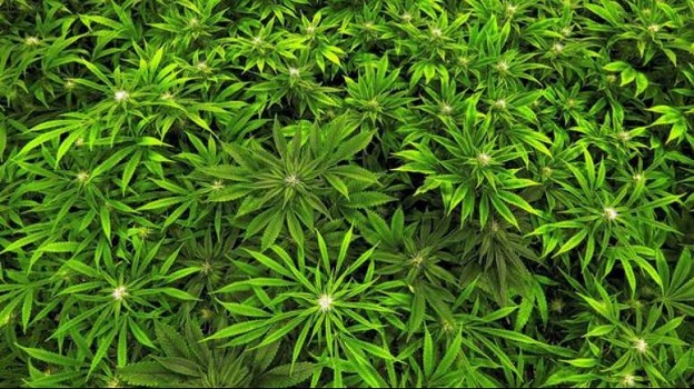 cannabis plant