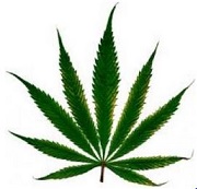 Searching for Weed More Than Ever