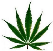 cannabis leaf