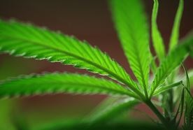cannabis leaf 456