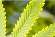 medical cannabis, make it affordable cannabis