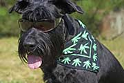 Medical Marijuana For Pets