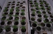 cannabis plants on pots