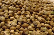 cannabis seeds