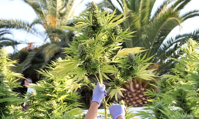 cannabis Chile