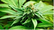 Study: Cannabinoids May Help Treat Hyperexcitability-Based Diseases