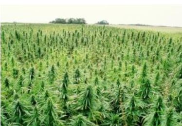 hemp production