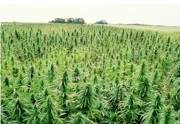 Hemp Production