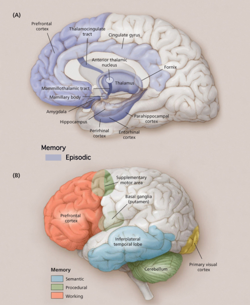 human brain