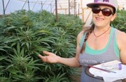  How to Pollinate Cannabis Plants