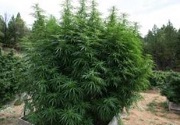 largeb cannabis plant