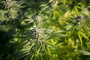 Medical marijuana patients can grow own cannabis, judge rules