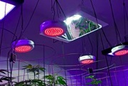 PAR and How Does It Affect Grow Lamps