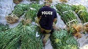Police with cannabis