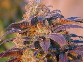 purple cannabis flower