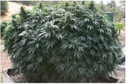 Best Outdoor Harvest Strains of 2015