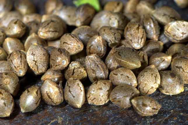 cannabis seeds