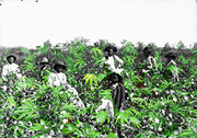slaves in cannabis field 