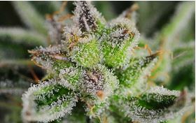 trichome rich head