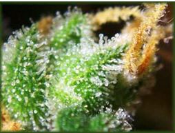 trichomes